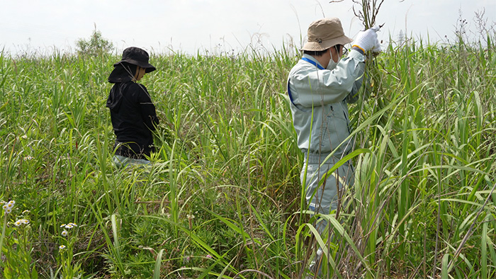 外来植物の抜き取り