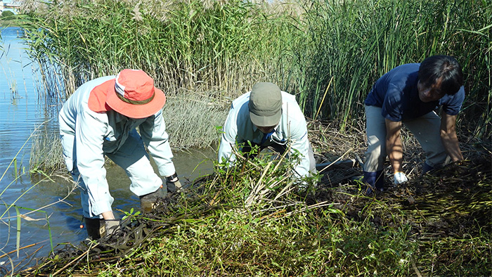 外来植物の抜き取り