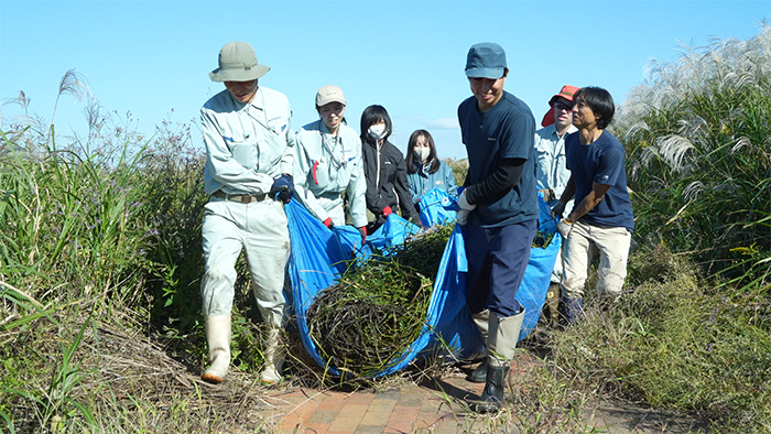 外来植物の抜き取り