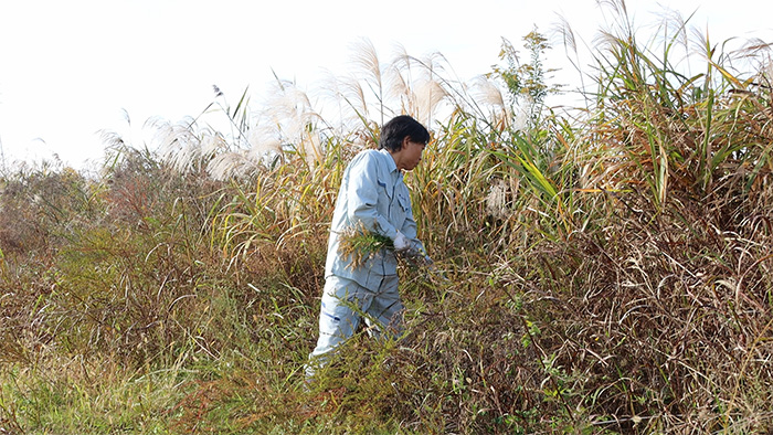Extermination of the invasive alien plants