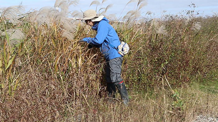 Extermination of the invasive alien plants