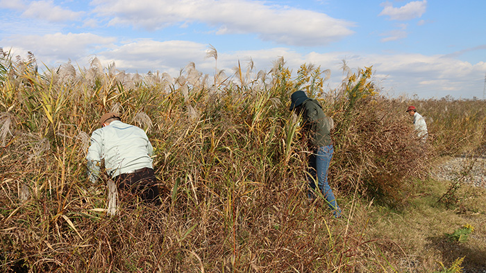 外来植物の抜き取り