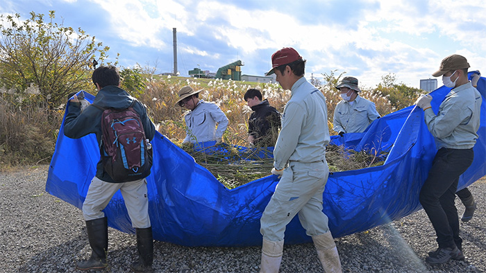 外来植物の抜き取り