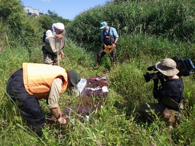  厚別川：防除活動（9月5日）