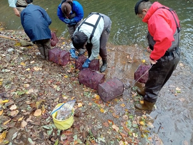 豊平川：防除活動（10月30日）