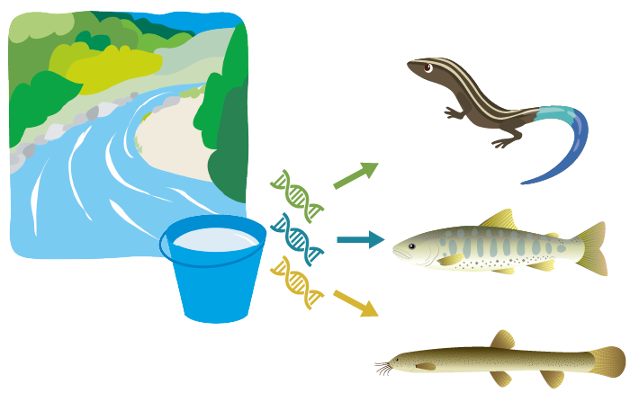 環境DNAイメージ