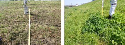 堤防の法面の点検 / 植生調査