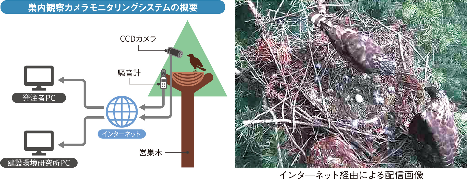 巣内観察カメラモニタリングシステム