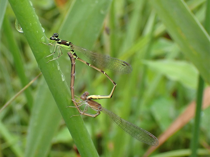 ヒヌマイトトンボ