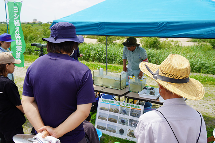 ヨシ植えイベントの運営補助